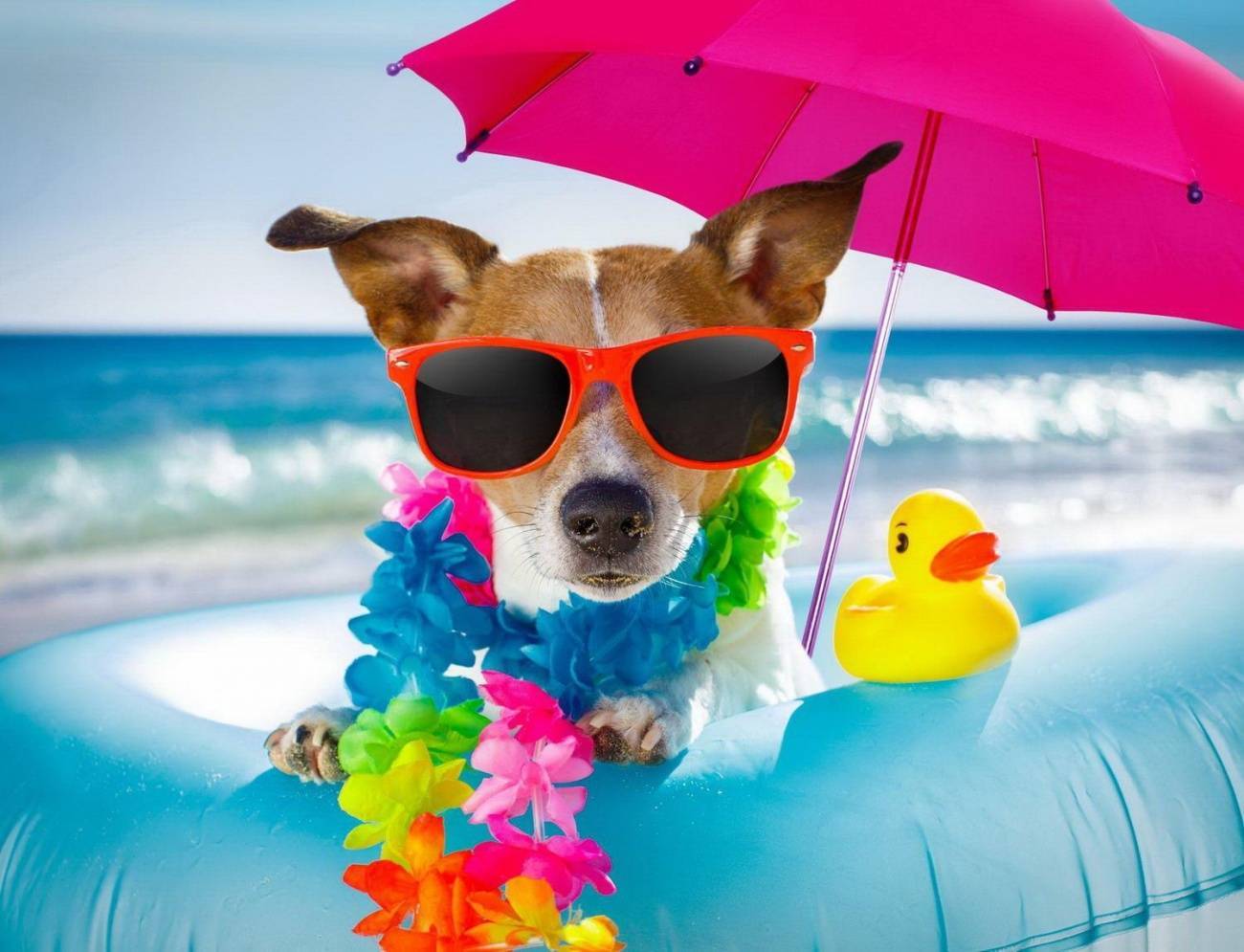 Холст с красками по номерам "Собака на отдыхе" (20цветов) 30х40 см. Рыжий кот Х-6798