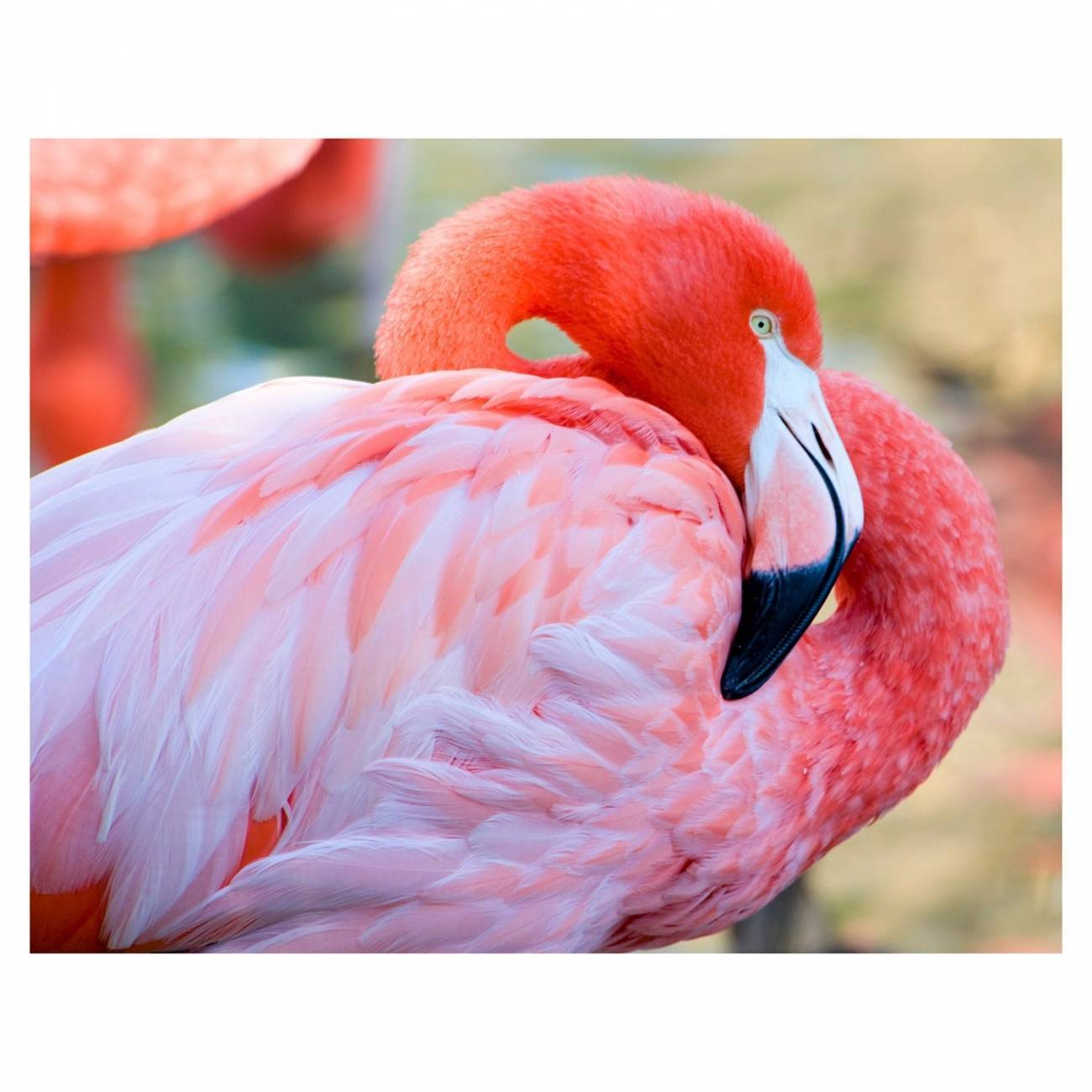 Холст с красками по номерам "Красивый фламинго" 30х40 см. Рыжий кот Х-9118