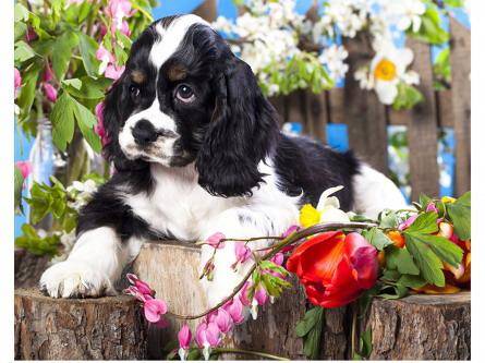 Холст с красками по номерам "Вислоухий щенок" 30х40 см. Рыжий кот Х-9102